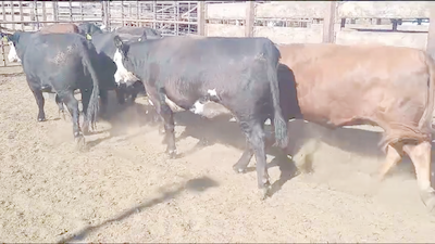 Lote 20 Vaquilla Gorda en Los Ángeles, VIII Región Biobío