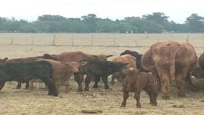 Lote 32 Vacas USADAS C/ cria en Cañuelas, Buenos Aires