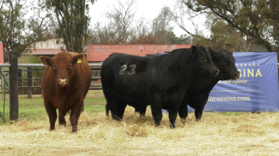 Lote TOROS ANGUS PURO CONTROLADO