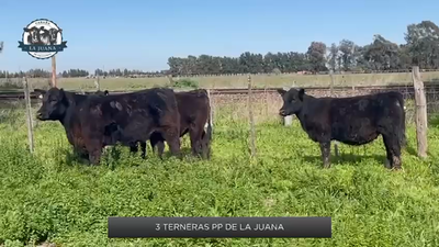 Lote 3 Terneras Puras de Pedigree de La Juana de Nomero SA