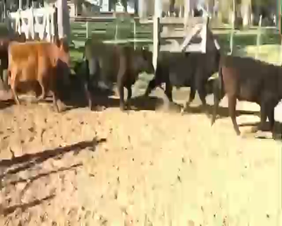 Lote 170 Terneros/as en Viamonte, Córdoba