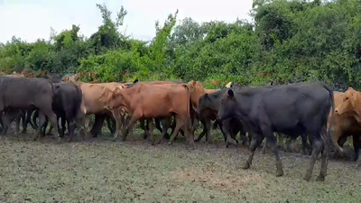 Lote 100 Novillitos