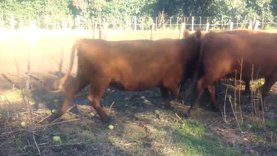 Lote 50 Vacas nuevas C/ gtia de preñez en Bolívar, Buenos Aires