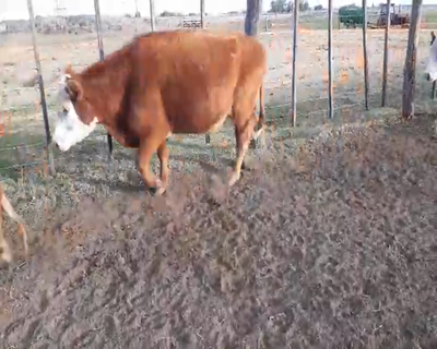 Lote 20 Vacas CUT preñadas en Pirovano, Buenos Aires