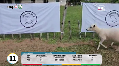 Lote LOTE 11