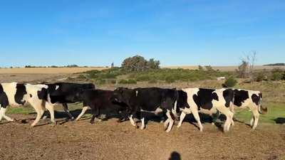 Lote TERNEROS