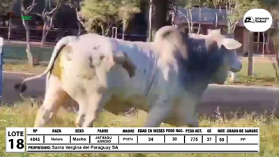 Lote Lote 18