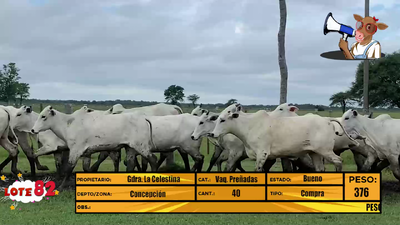 Lote LOTE 82