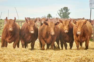 Lote "TRES MOLINOS"  Vaquillas MAS Preñadas