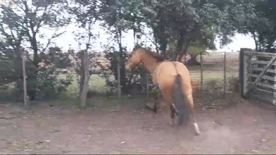 Lote POTRO