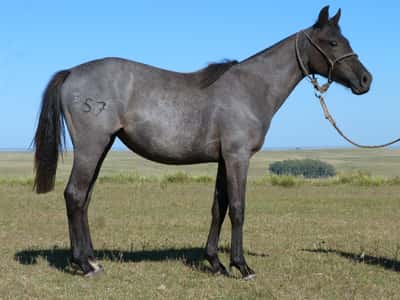 Lote Lima del Cerro Grande