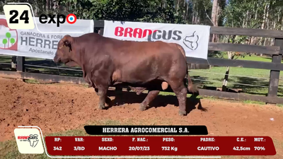 Lote LOTE 24