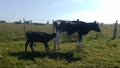Lote 2 Piezas de cría 400kg - , San José