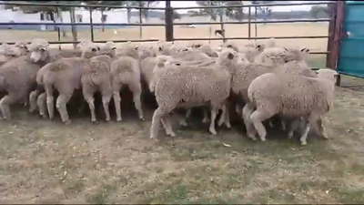 Lote Merino Donhe