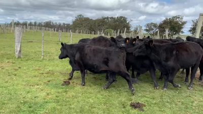 Lote 13 Vaquillonas Vacas Preñadas en Tupambaé, Cerro Largo