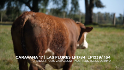Lote LAS FLORES LF1784- LF1239/ 164
