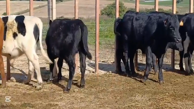 Lote TERNEROS