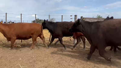 Lote 30 Vacas nuevas C/ gtia de preñez en Bolívar, Buenos Aires