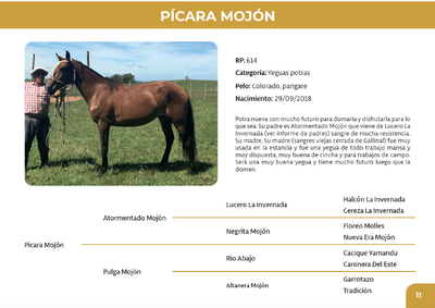 Lote Pícara Mojón (RP 614)