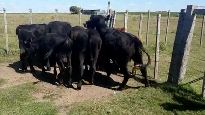 Lote 9 Terneros ANGUS Y CRUZA 180kg - , San José