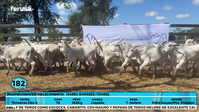 Lote LOTE 182