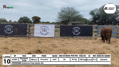 Lote Toros Brangus Rojo, Loma Plata