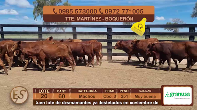 Lote (Vendido)60 Terneros CBO 3 251kg - , Boquerón