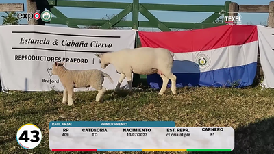 Lote LOTE 43
