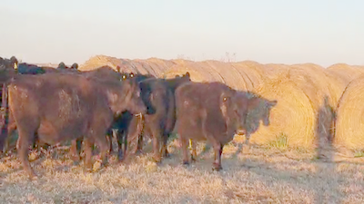 Lote 40 Vacas CUT preñadas en Ayacucho, Buenos Aires