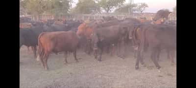 Lote 86 Novillos en Villaguay, Entre Ríos