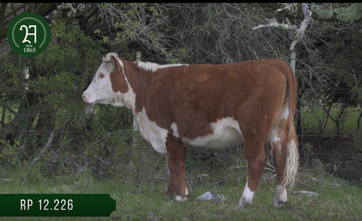 Lote Vaq Preañadas