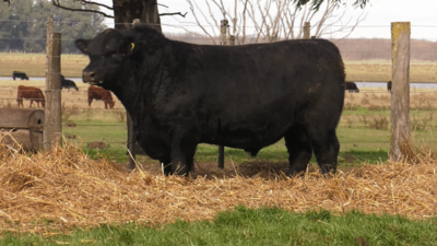 Lote TOROS PUROS POR CRUZA