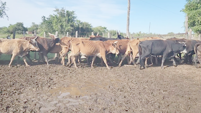 Lote 50 Vacas de invernar en Herlitzka, Corrientes