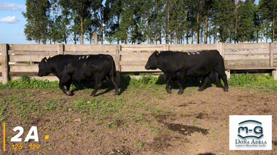 Lote 4 Toros Angus Pi, Treinta y Tres