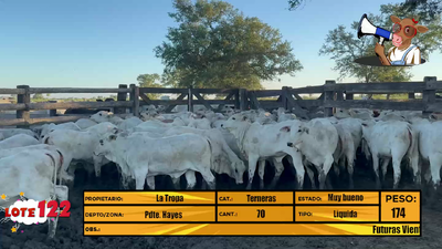 Lote LOTE 122