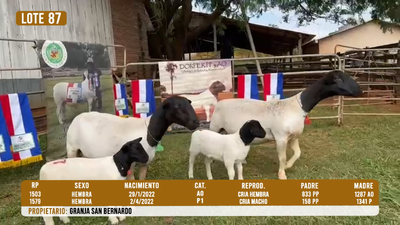 Lote LOTE 87- DESTACADO