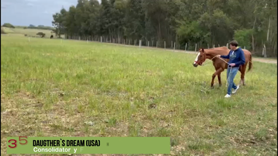 Lote DAUGTHER'S DREAM (USA)