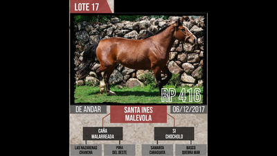 Lote Santa ines malevola