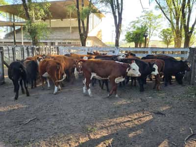 Lote 28 Terneras en Gral. Lamadrid, Buenos Aires