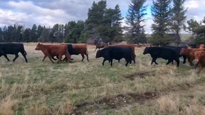 Lote 43 Novillo Engorda, Coyhaique, XI Región Aysén