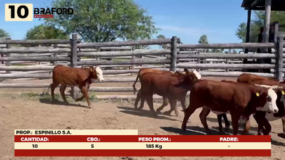 Lote LOTE 10