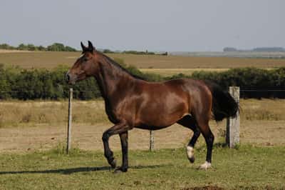 Lote Catalana Artera III