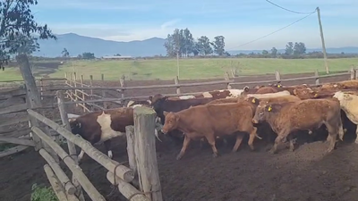 Lote 32 Novillo Engorda en San Pedro, Región Metropolitana