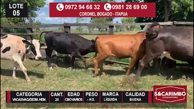 Lote 20 Vacas/Vaq/Desm. Hembras