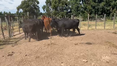 Lote 7 Vaca, San José