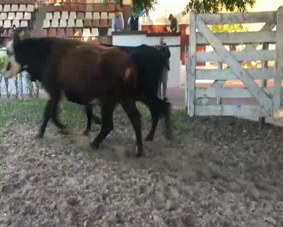 Lote 9 Vacas  en Esquina, Corrientes