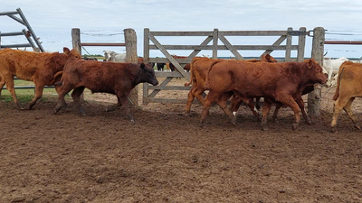 Lote 50 Terneros