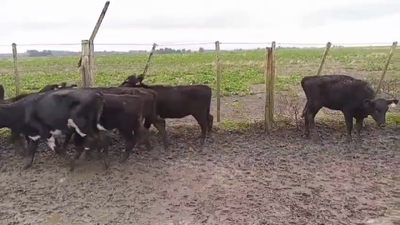 Lote TERNERAS