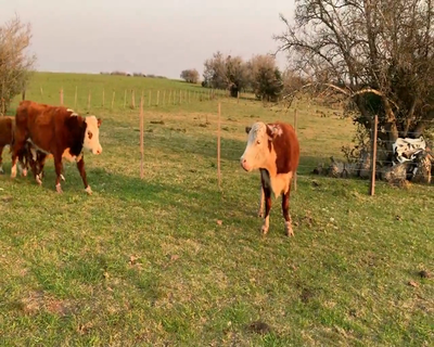Lote (Vendido)64 Piezas de cría 9 HE, 8 AA X HE,  4 AA,  4 RA X HE,  4 RA X NO,  3 LI X RA 340kg - , Colonia