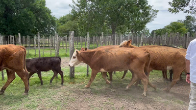 Lote 60 Piezas de cría